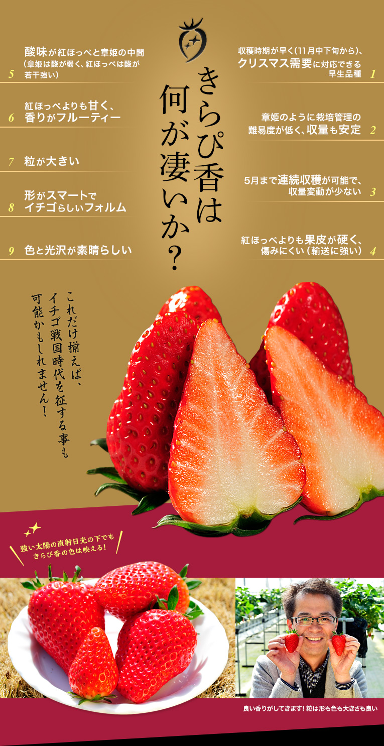 きらぴ香は何が凄いか？
収穫時期が早く（11月中下旬から）、クリスマス需要に対応できる早生品種
章姫のように栽培管理の難易度が低く、収量も安定している
5月まで連続収穫が可能で、収量変動がすくない
紅ほっぺよりも果皮が硬く、痛みにくい（輸送に強い）
紅ほっぺよりも、甘く香りがフルーティー
酸味が紅ほっぺと章姫の中間（章姫は酸が弱く、紅ほっぺは酸が若干強い）
粒が大きい
色と光沢が素晴らしい
形がスマートでイチゴらしいフォルム
これだけ揃えば、イチゴ戦国時代を征する事も可能かもしれません。