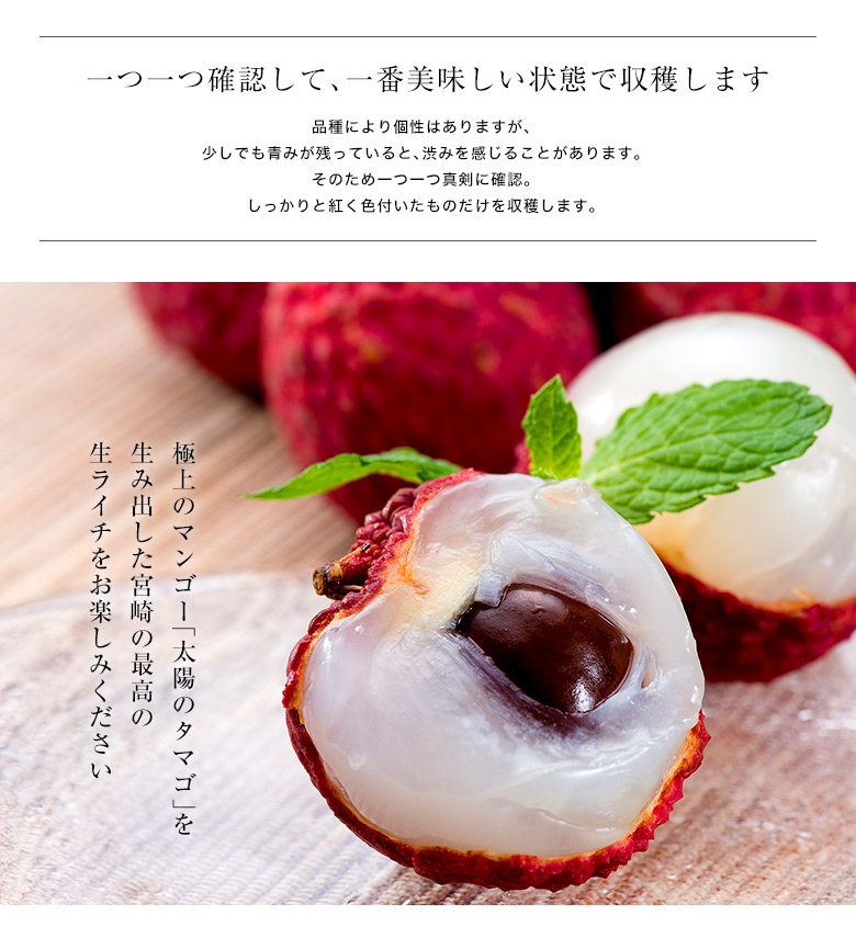 1080円 定番人気! 生ライチ 鹿児島県産 国産 生産販売 化粧箱入り 特選12個入り 1080円 定番人気! 生ライチ 鹿児島県産 国産 生産販売 化粧箱入り 特選12個入り