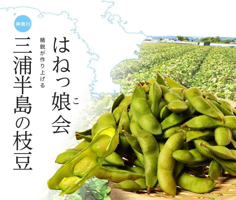 はねっ娘会の枝豆 美味お取り寄せ Dancyu