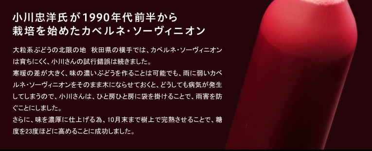 小川忠洋氏が1990年代前半から栽培を始めたカベルネ・ソーヴィニオン
大粒系ぶどうの北限の地　秋田県の横手では、カベルネ・ソーヴィニオンは育ちにくく、小川さんの試行錯誤は続きました。寒暖の差が大きく、味の濃いぶどうを作ることは可能でも、雨に弱いカベルネ・ソーヴィニオンをそのまま木にならせておくと、どうしても病気が発生してしまうので、小川さんは、ひと房ひと房に袋を掛けることで、雨害を防ぐことにしました。さらに、味を濃厚に仕上げる為、10月末まで樹上で完熟させることで、糖度を23度ほどに高めることに成功しました。
