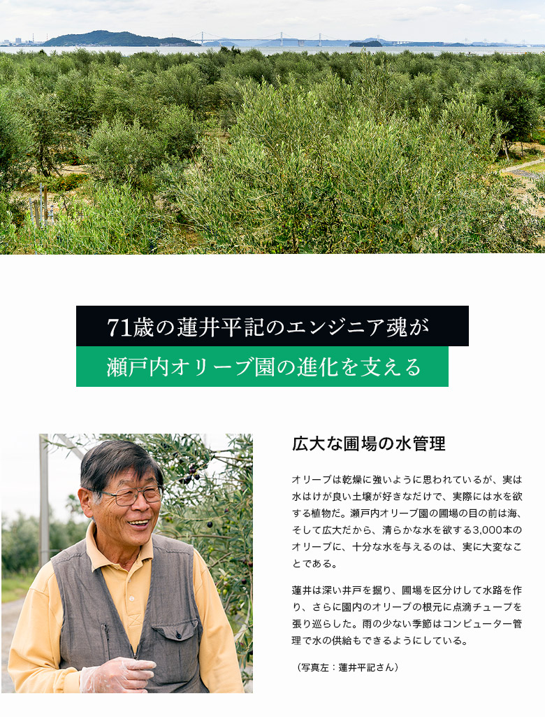 循環型農業へのこだわり 一粒たりとも園の外には廃棄物を出さない!
毎年、オリーブの剪定と圃場の除草と防風林の剪定で、枝や葉が生じるが、それらをチップにした後、搾油粕と合わせて堆肥化して、翌年の肥料として利用している。
また、オリーブの葉を乾燥粉末化して、オリーブハマチの餌にすることも、蓮井の仕事だ。
さらに、オイルの搾油粕をオリーブ豚の餌として利用する乾燥設備も開発した。
こうした資源利用のエンジニアリングは、全て蓮井の手で進められている。
実際、オリーブの葉の粉末2.5トン、乾燥搾油粕を4.5トン、香川県が推奨するオリーブブランドの商品増産に貢献している。
まさに、オリーブは捨てるところがない農産物と言っても過言ではない。
最高のオリーブオイルは手摘みグリーンオリーブから僅かに搾れる貴重品
10月上旬から、オリーブの実の収穫は始まる。その頃の緑のオリーブの実の搾油率は僅かに1%。1本(120ml)のオイルに必要な実は何と12kgにもなる。
大人1人が手摘み収穫できる量は、1日30〜40kg(12kgの収穫には3時間かかる)
それだけ貴重なオイルは、猛烈に辛くフルーティーで香り高く、まさに緑のオリーブのエッセンスで素晴らしい品質。
このレベルになると、毎日スプーンで飲むオリーブの恵みだ。
人類史上最初にオリーブを利用したのは、古代メソポタミア文明だったと言われている。当時のオリーブオイルは人々にとって最高の食品であり、薬のような存在だったと想像されている。
まさに、この緑のオイルはそんなレベルと言えるだろう。
蓮井のエンジニア魂が生み出す現場力が瀬戸内オリーブ園の未来を一歩一歩造りつつあるのは、実に素晴らしいことであり、塩田が油田にという坂出らしい未来でもある。
㈱食文化 代表 萩原章史
