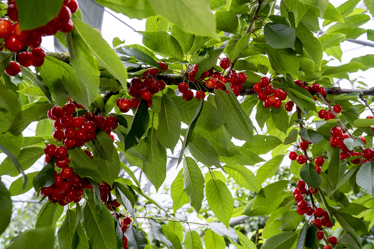 留長果樹園 佐藤錦 美味お取り寄せ Dancyu