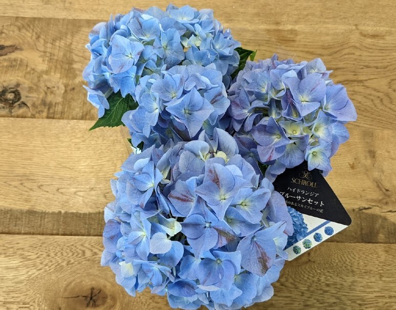 ロスフラワー削減 紫陽花 サンセットブルー 1鉢 3 5寸 目安として鉢底からの高さ 約40cm アクアセル付き 常温 美味お取り寄せ Dancyu