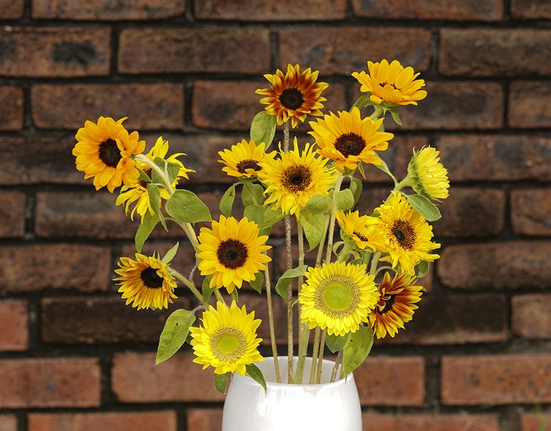 ヒマワリmix 5品種 各3本 計15本 簡易包装 冷蔵 美味お取り寄せ Dancyu