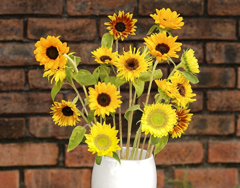 ヒマワリmix 5品種 各3本 計15本 簡易包装 冷蔵 美味お取り寄せ Dancyu