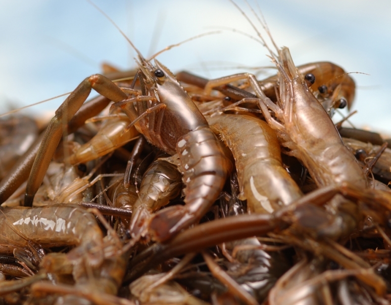清流四万十川 天然川海老 手長海老 500ｇ 目安として60 70尾 冷凍 美味お取り寄せ Dancyu