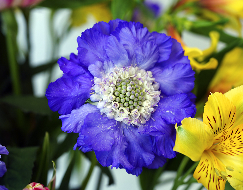 葛西市場よりお届け 季節のお花 色はおまかせセット 生花 3 5品種 30本以上 常温 美味お取り寄せ Dancyu
