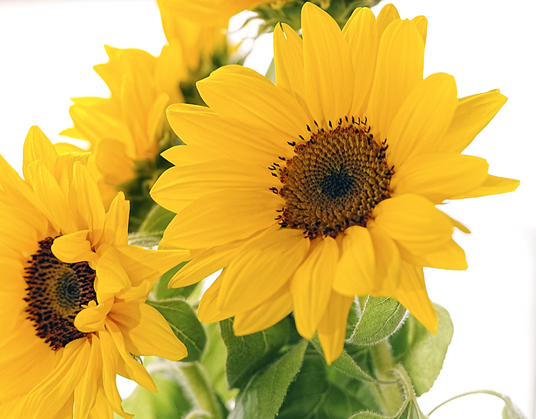 青の花瓶付き 初夏のお花セット ひまわり ラッピング付き生花5本 常温 美味お取り寄せ Dancyu