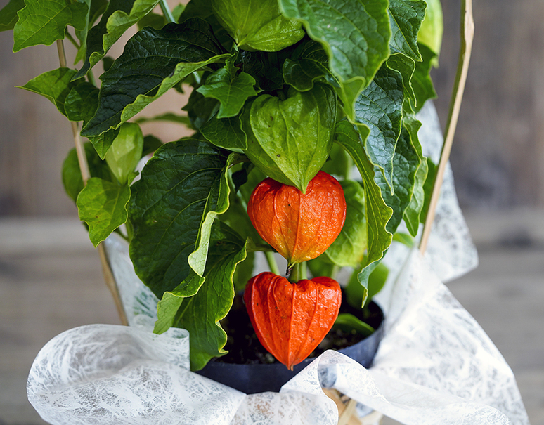 ほおずき 日本朝顔 茨城三和園芸もしくは東京三沢園 常温 美味お取り寄せ Dancyu