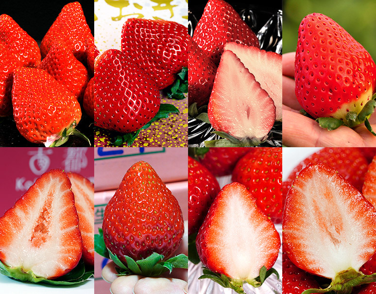 8品種 大集結 プレミアムいちごフェス 合計約2kg 冷蔵 美味お取り寄せ Dancyu 8品種 大集結 プレミアムいちごフェス 合計約2kg 冷蔵 美味お取り寄せ Dancyu